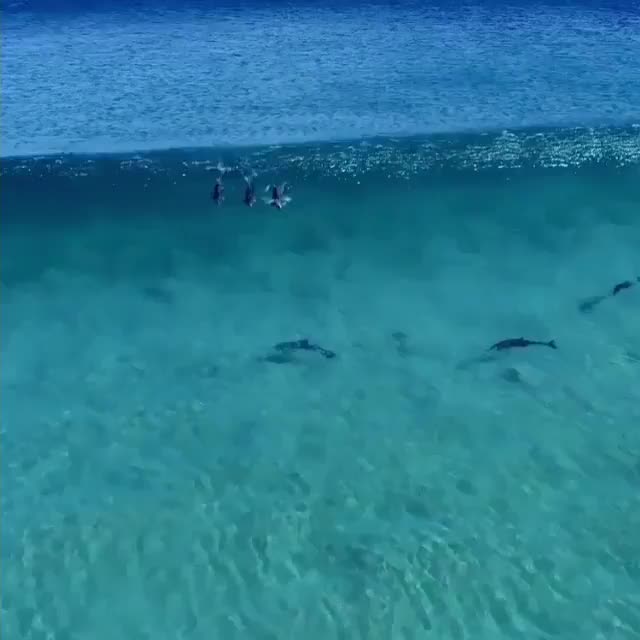 Dolphins riding waves