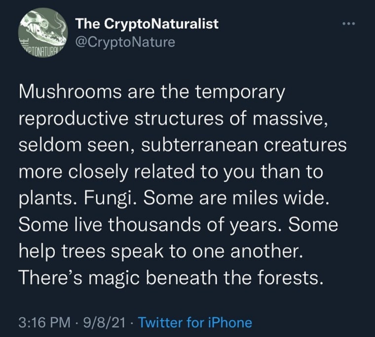 Mushrooms are pure magic