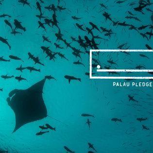 Cannes Lions Will Donate $370,000 Toward the Palau Pledge, Which Won 3 Grand Prix