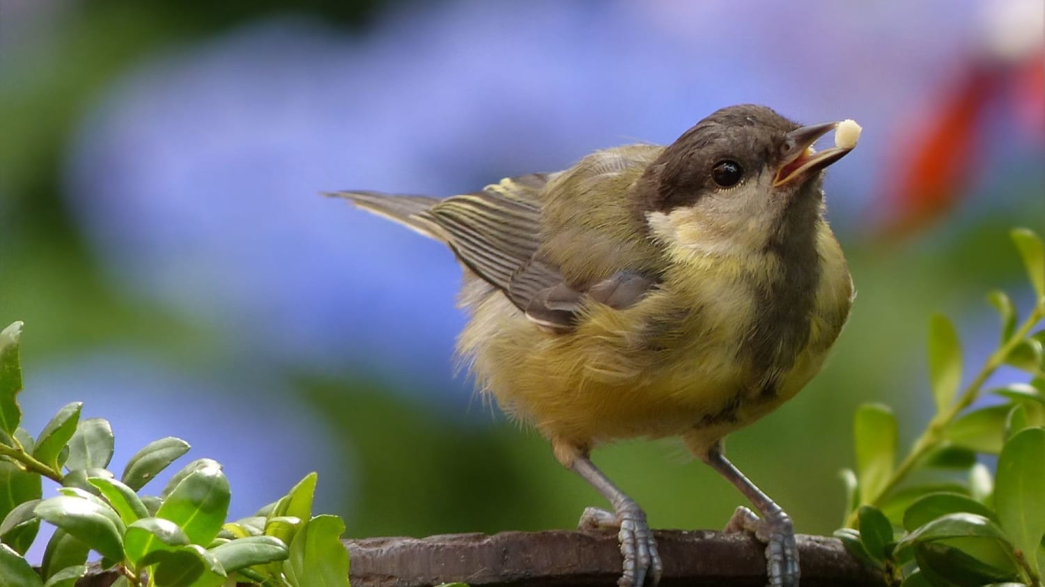 Watch Birds As They Snatch Food in Slow Motion