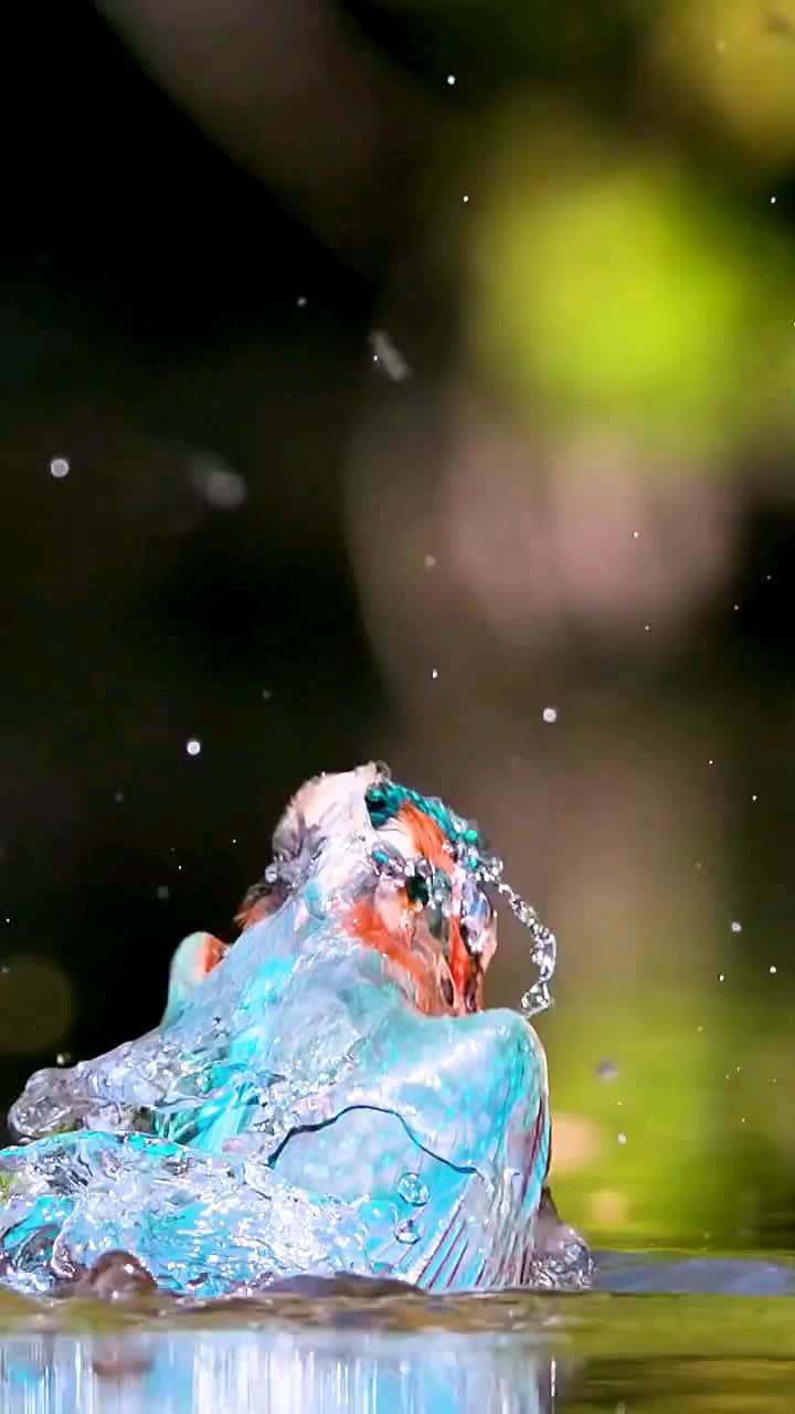 Kingfisher doing what he's best at