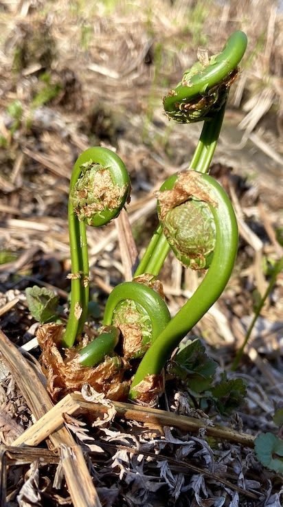Ultimate Guide to Wild Edibles: Fiddleheads - Outdoor Adventure Sampler