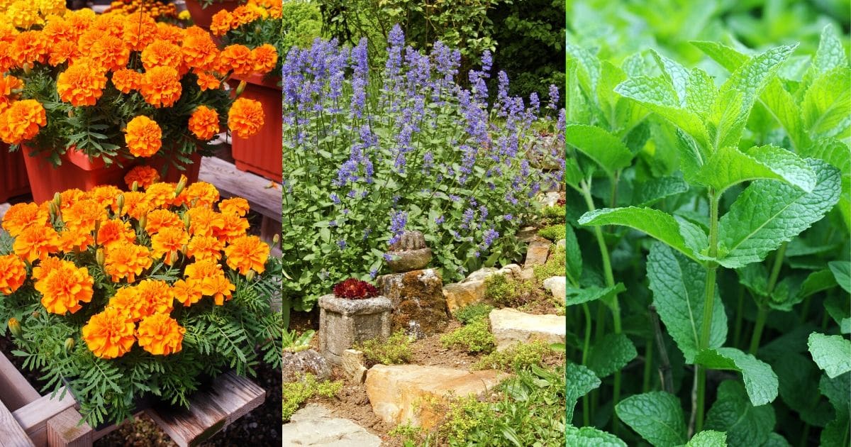 10 Plants Mosquitoes Hate and Repel Them Naturally