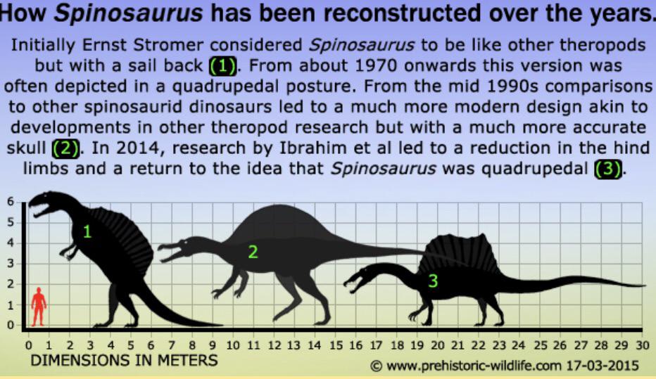 How the spinosaurus has been reconstructed over the years!