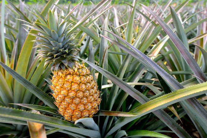 Top 3 Impressive Health Benefits Of Pineapple