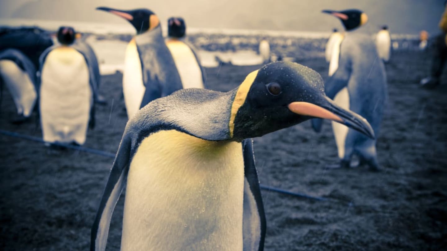 20 Black-and-White Facts About Penguins