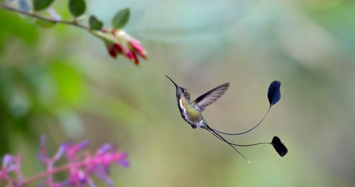 How One Of The World's Rarest Hummingbirds Is Helping Save The Cloud Forests Of Peru