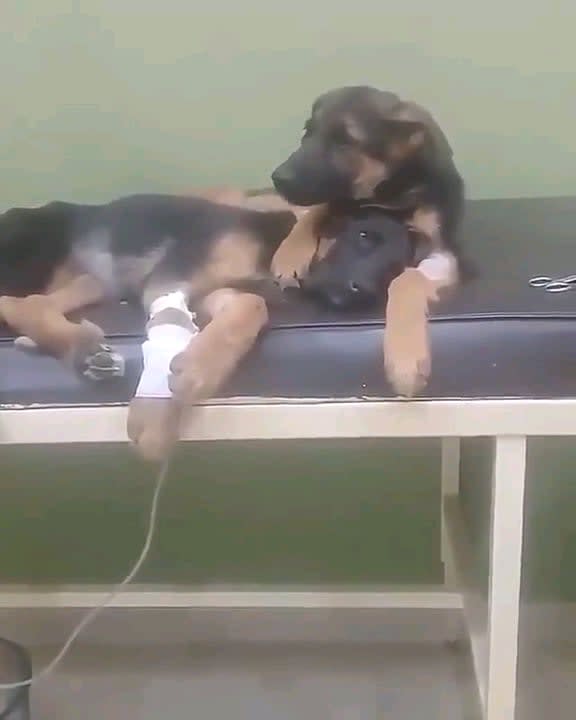 Puppy had surgery but his brother stood with him