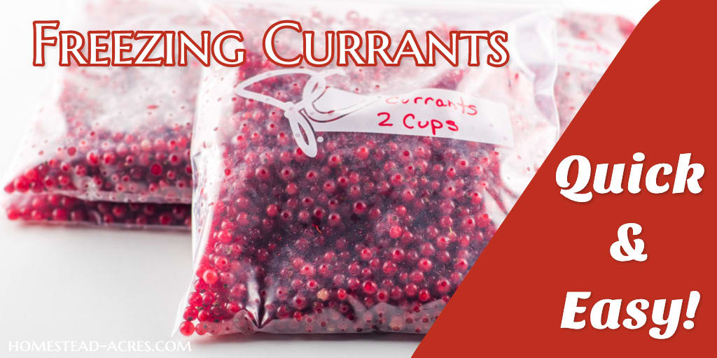 How To Freeze Currants (Quick And Easy!) - Homestead Acres