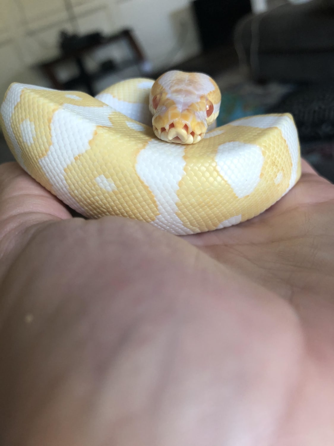 Betty the smol ball python boop noodle