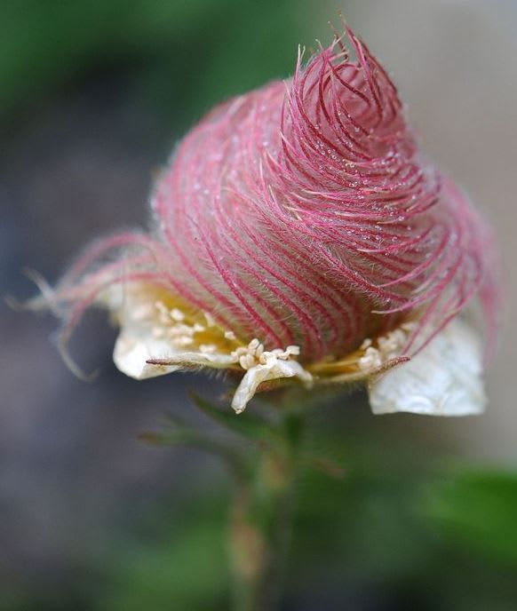 Creeping Avens is a perennial herb that looks like cotton candy.