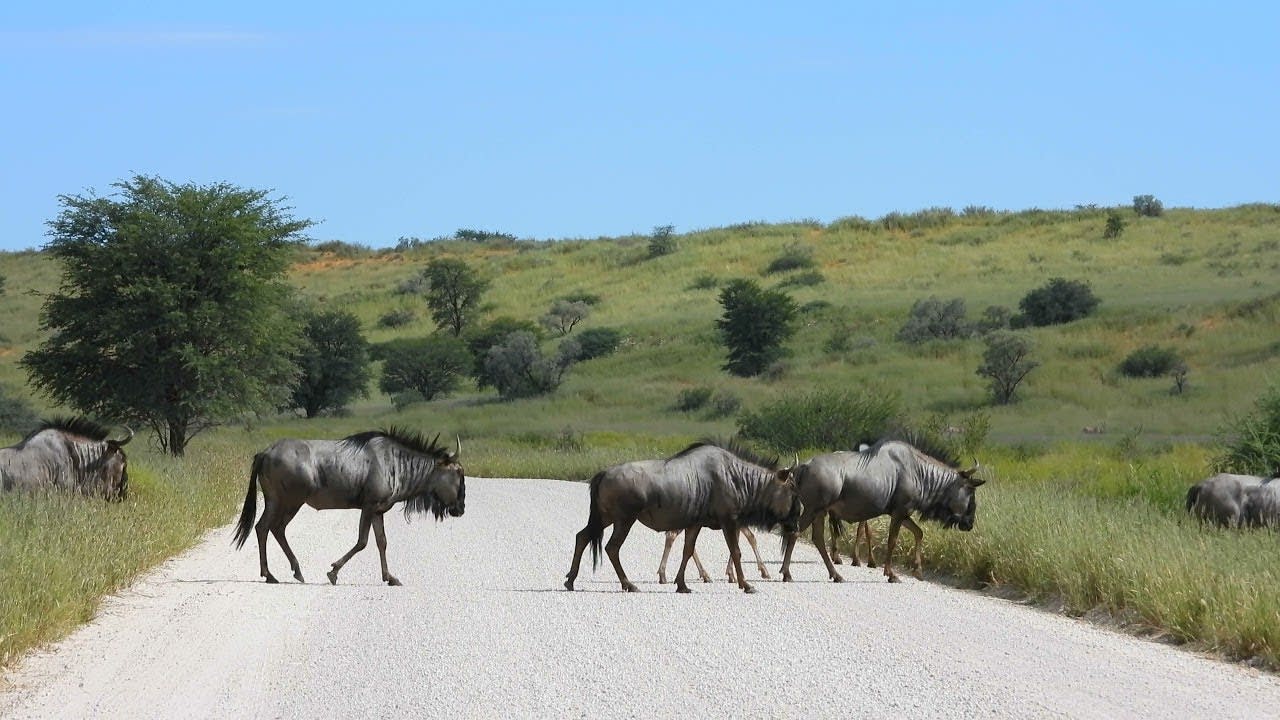 Blue Wildebeest Herd Crossing the Road || ViralHog