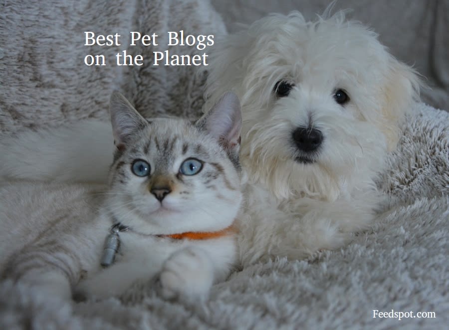 Top 100 Pet Blogs And Websites For Pet Owners & Lovers in 2020