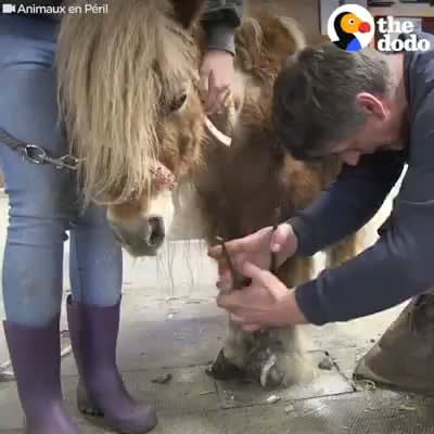 Neglected Pony Gets Some Love and Healing