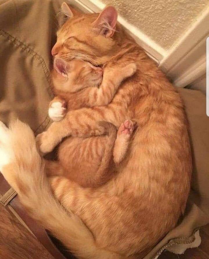 Some cuddles with mommy