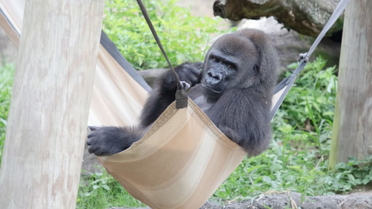 Tumani, a Gorilla Mom-to-Be at New Orleans's Audubon Zoo, Has an Online Gift Registry