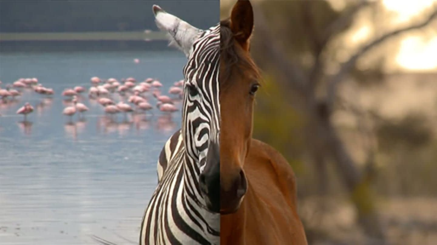 Why Don't We Ride Zebras Like Horses?