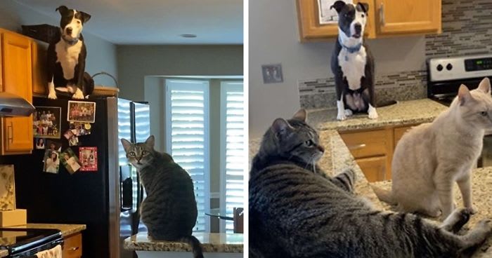 This Shelter Pit Bull Thinks He’s A Cat, And His New Family Keeps Posting Photos That Prove It