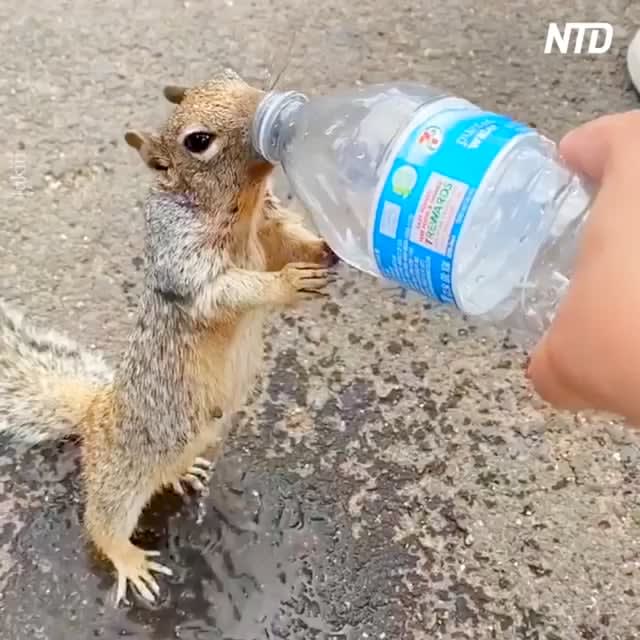 Thirsty squirrel asks water from human
