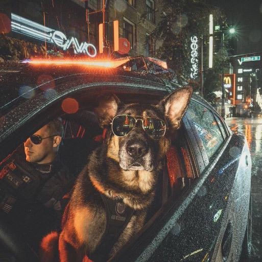 The Vancouver Police Dog Calendar 2019 Is Honestly Badass