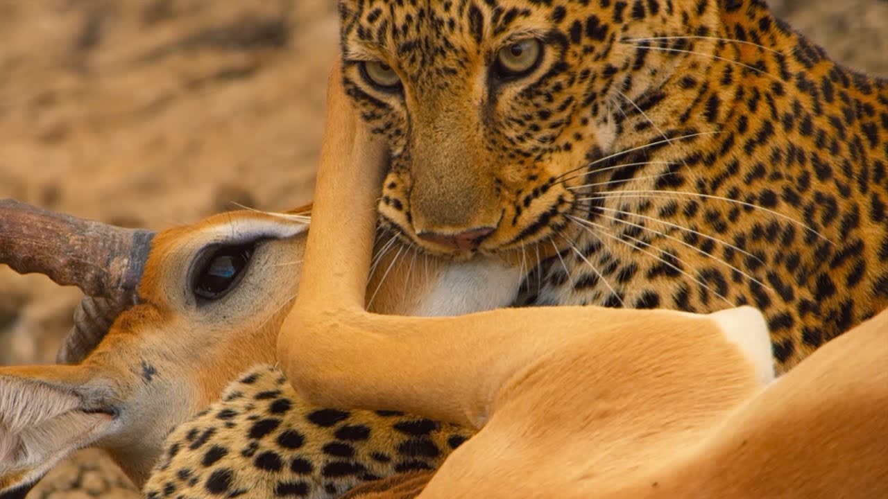 Leopard vs Impala vs Hyena | Eden: Untamed Planet | BBC Earth