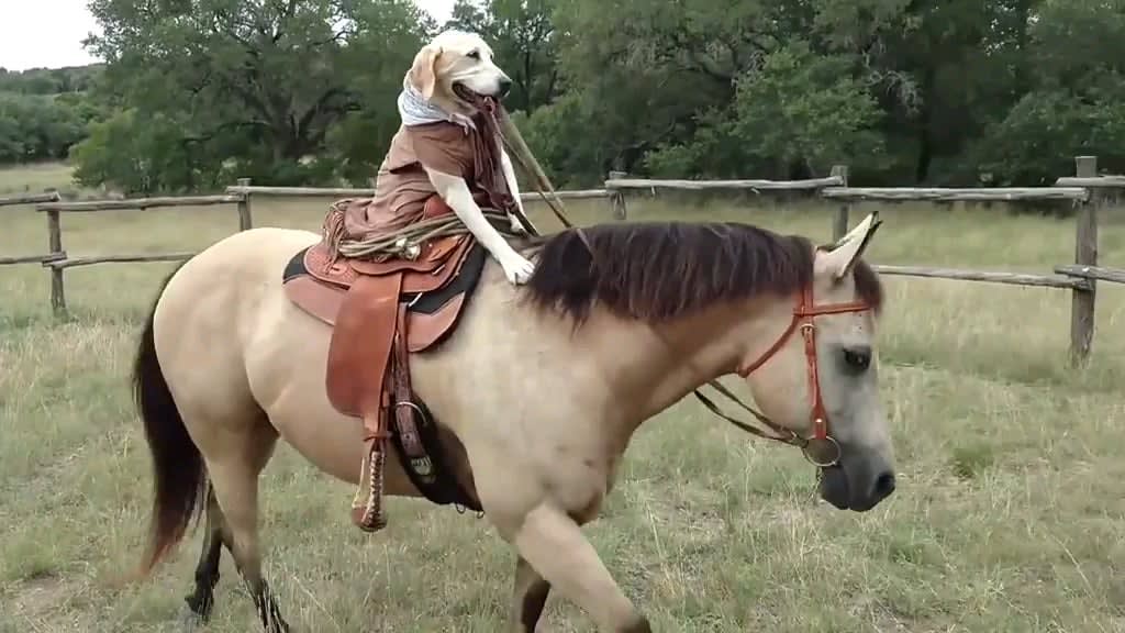 you've seen dogs on skateboard but what about dogs on horses?