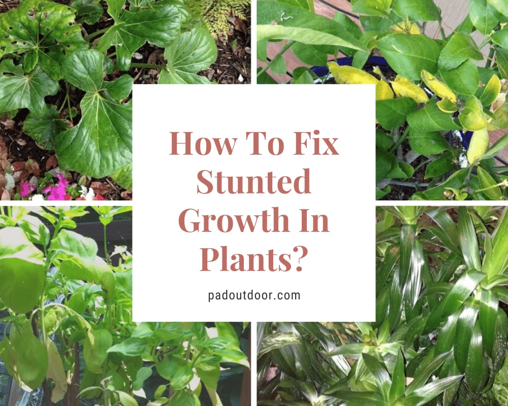 How To Fix Stunted Growth In Plants (Causes And Solutions)