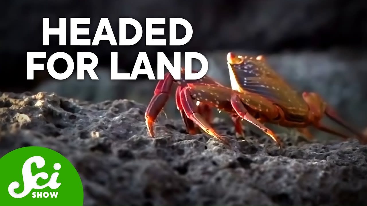 Why Crabs Keep Leaving the Sea for the Land