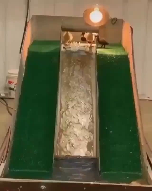 Just some ducklings playing on a waterslide, is all.