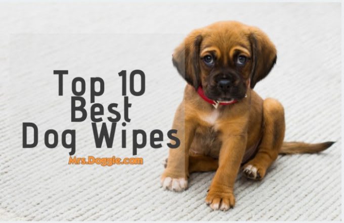 The 9 Best Dog Wipes You Should Buy (2019) Review & Guide