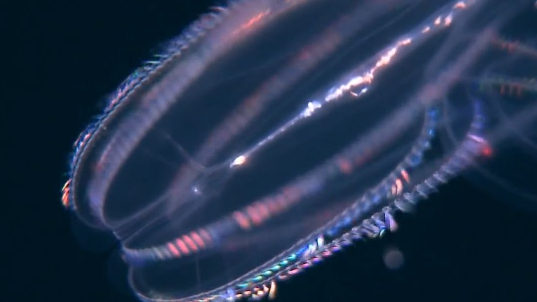 This jellyfish diffracts light to emit a cool, shimmering rainbow effect underwater