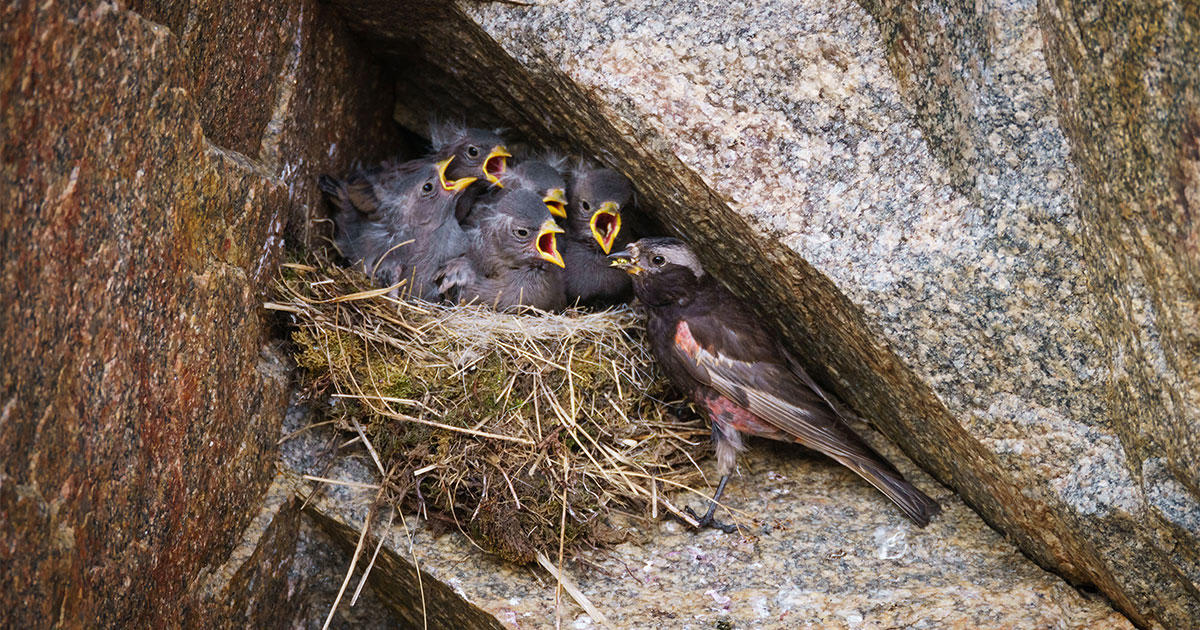 As the Rockies Melt, This Rare Nesting Bird Will Have Nowhere to Go