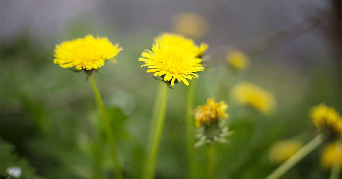 Have The Kids Pick Dandelions, Then Fry Them Up