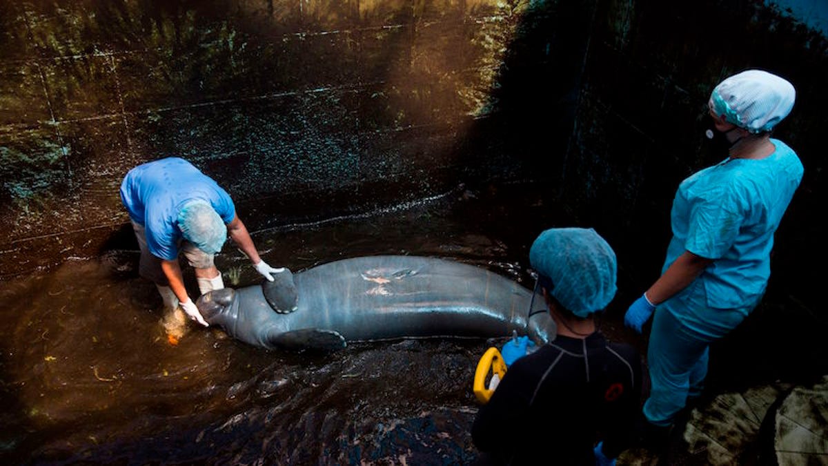 After Years in Captivity, These Manatees Are Going Home