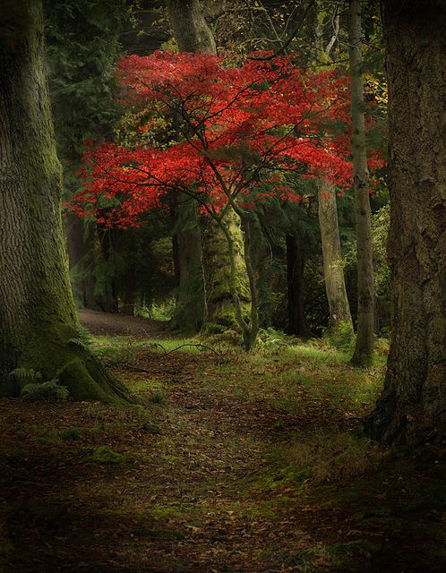 Magical Nature Tour | Beautiful nature, Autumn trees, Nature