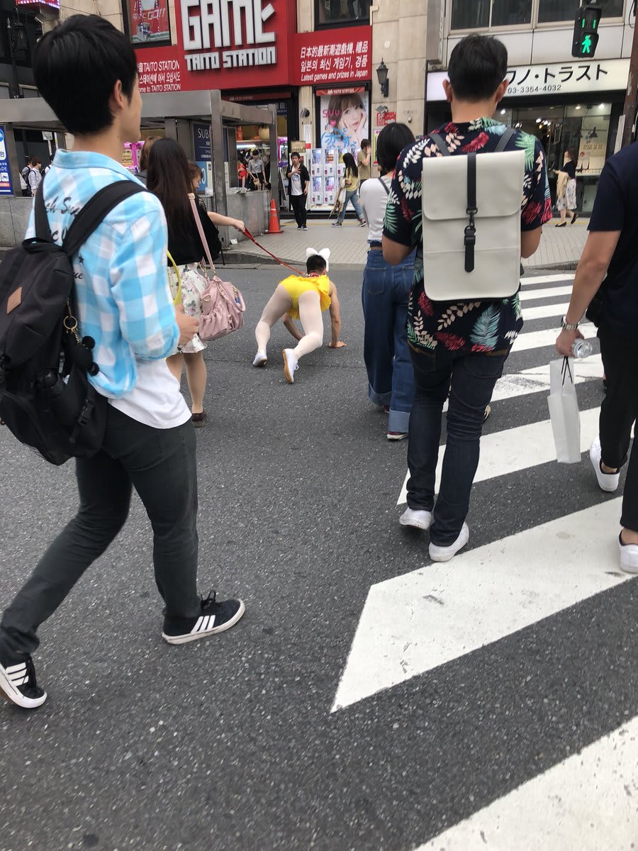 A Man Walking His Duck! A Man Being Walked Like A Dog Through Tokyo! A Turtle In A Vineyard! Funny Animal Pics From Around The World!