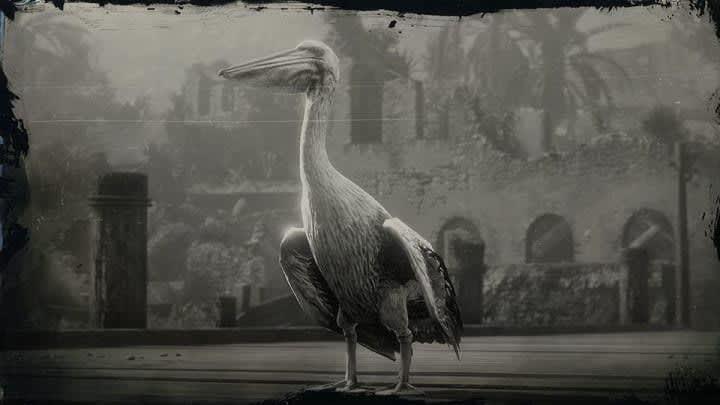 Pelicans RDR2 Online: Where to Find the Bird