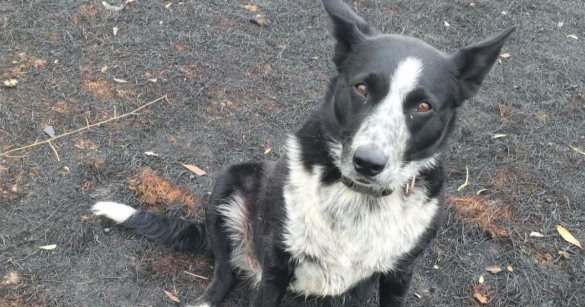 'You little champion': Patsy the heroic border collie saves sheep from Australian fires