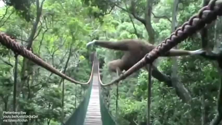 How this gibbon walks across a bridge