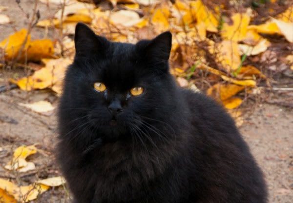 14 Super Cute Black Cats You Need To See Right Now