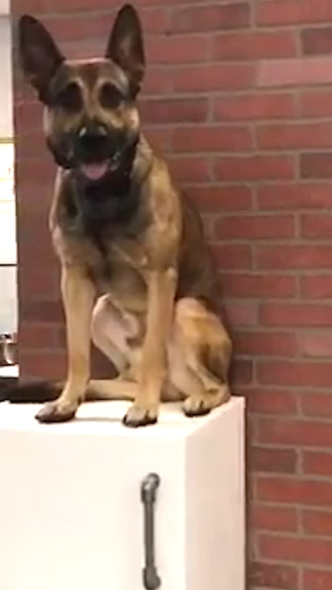 Service dog adorably fails out of school ❤️
