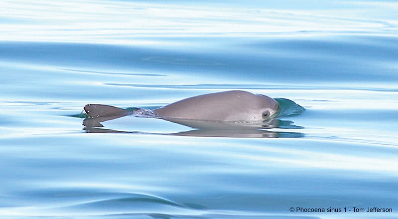 One of the world’s rarest species is at the brink of extinction. We need your help to #SaveTheVaquita! Donate today