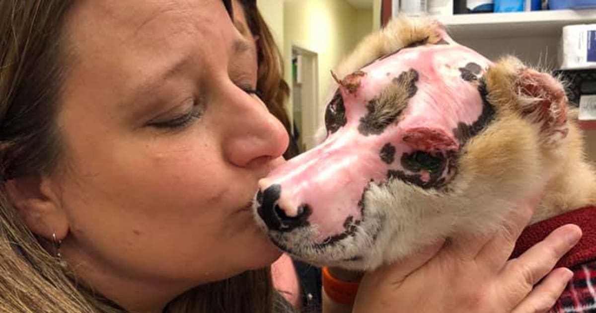 Dog Injured in Fire Is Dedicating His Life to Supporting and Comforting Burn Victims