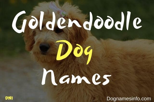 Goldendoodle Names: Best Male and Female Dog Names 2020