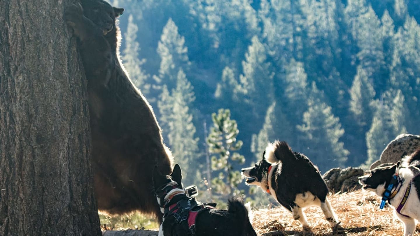 How Karelian Bear Dogs Are Keeping Wildlife Out of Harm's Way