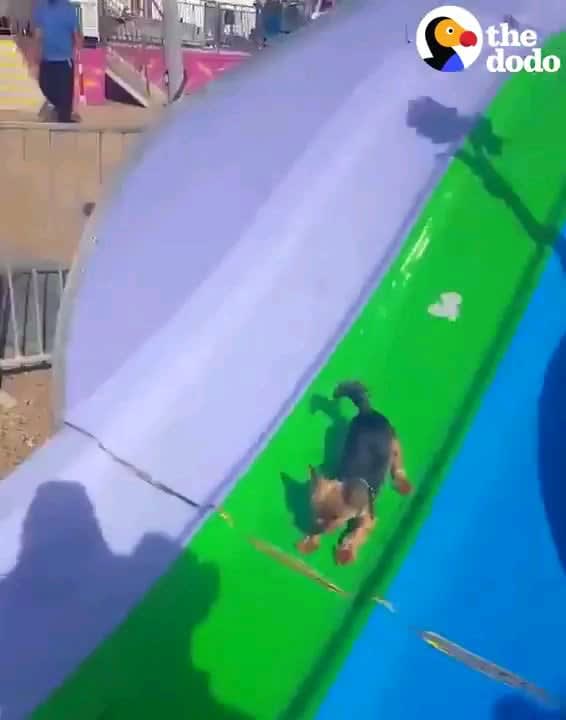 Doggo enjoying a slide. Free of charge