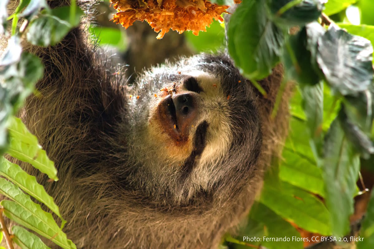 It’s #InternationalSlothDay! Get to know 1 of the 6 extant species of sloths: The pale-throated three-toed sloth. It lives in rainforests throughout Central America. It sleeps as much as 19 hrs a day & it can take up to 1 month for it to travel a distance of 1 mi (1.6 km)!🦥