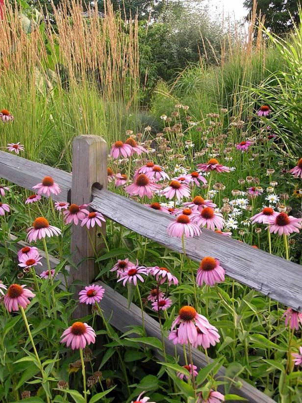 Grow Guide: Plant a Wildflower Garden for a Charming Natural Look