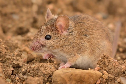 Neolithic House Mouse Found in Europe - Archaeology Magazine