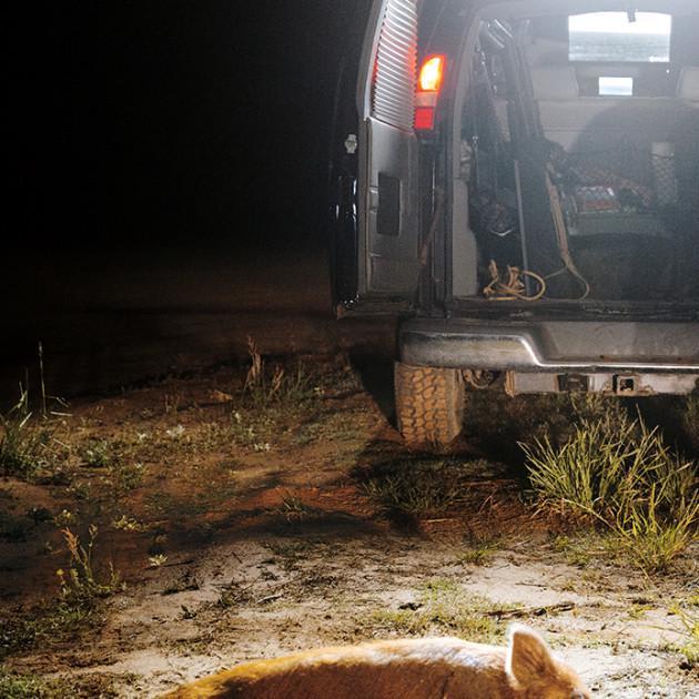 Invasive Feral Hogs Are Costing Farmers Billions. This Man's on Pig Patrol